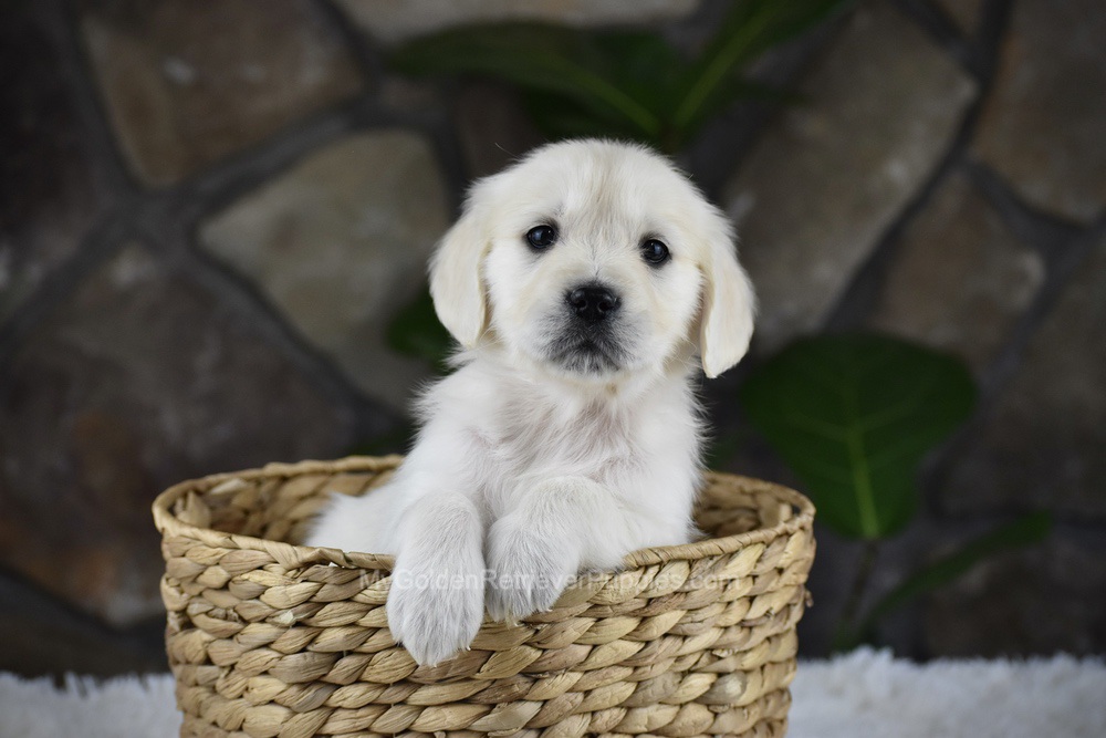 Shelly Image of Shelly, a Golden Retriever puppy