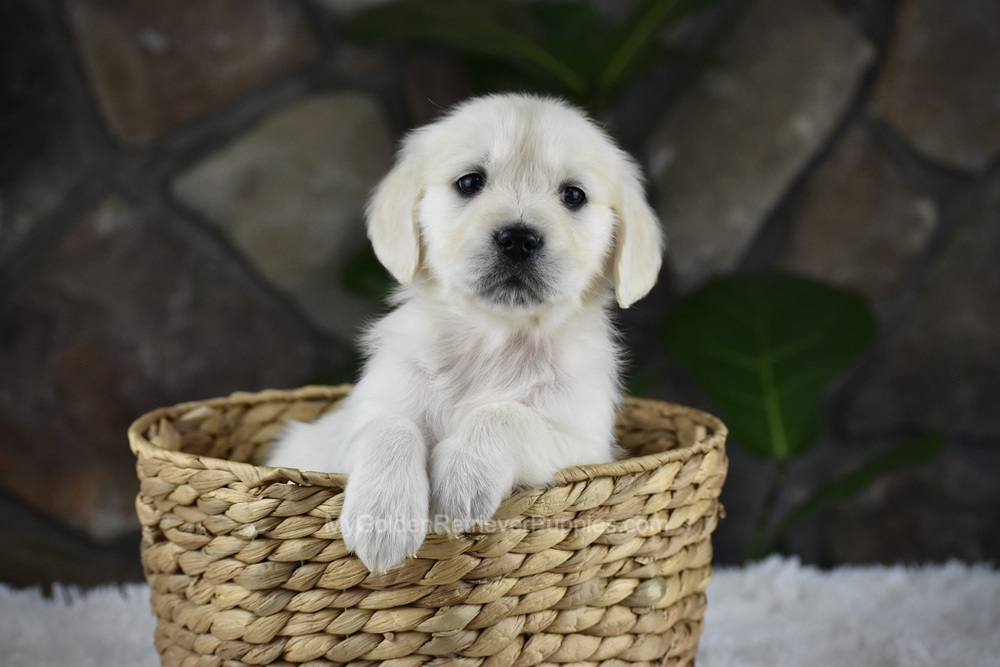 Shelly Image of Shelly, a Golden Retriever puppy