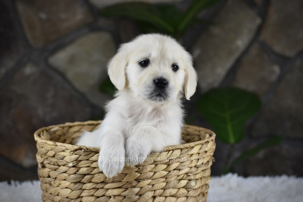 Shelly Image of Shelly, a Golden Retriever puppy