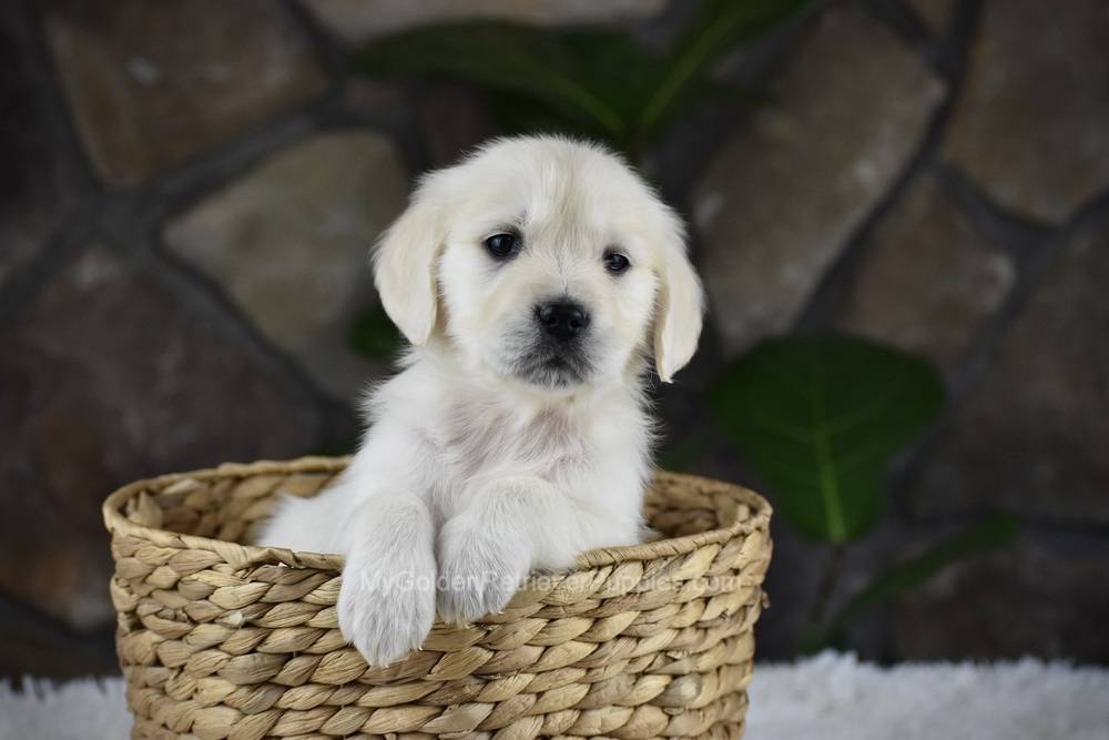 Shelly Image of Shelly, a Golden Retriever puppy