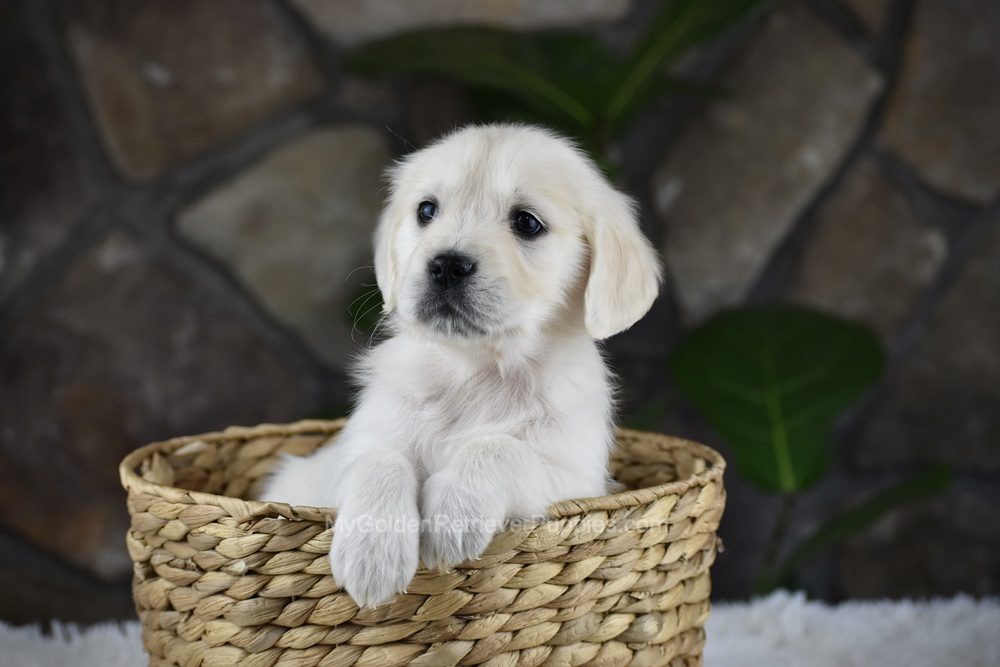 Shelly Image of Shelly, a Golden Retriever puppy