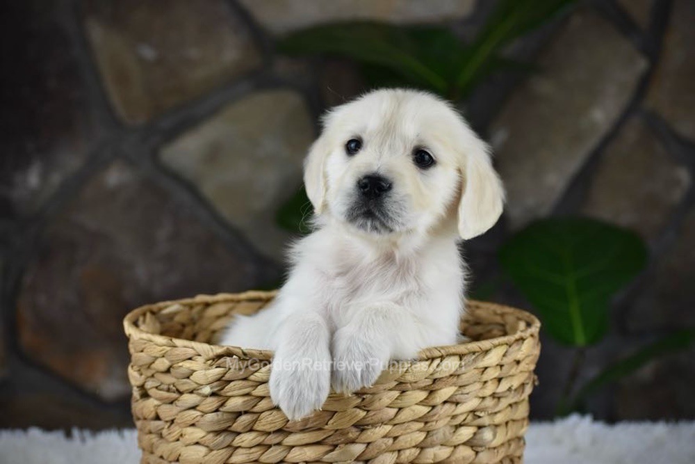 Shelly Image of Shelly, a Golden Retriever puppy