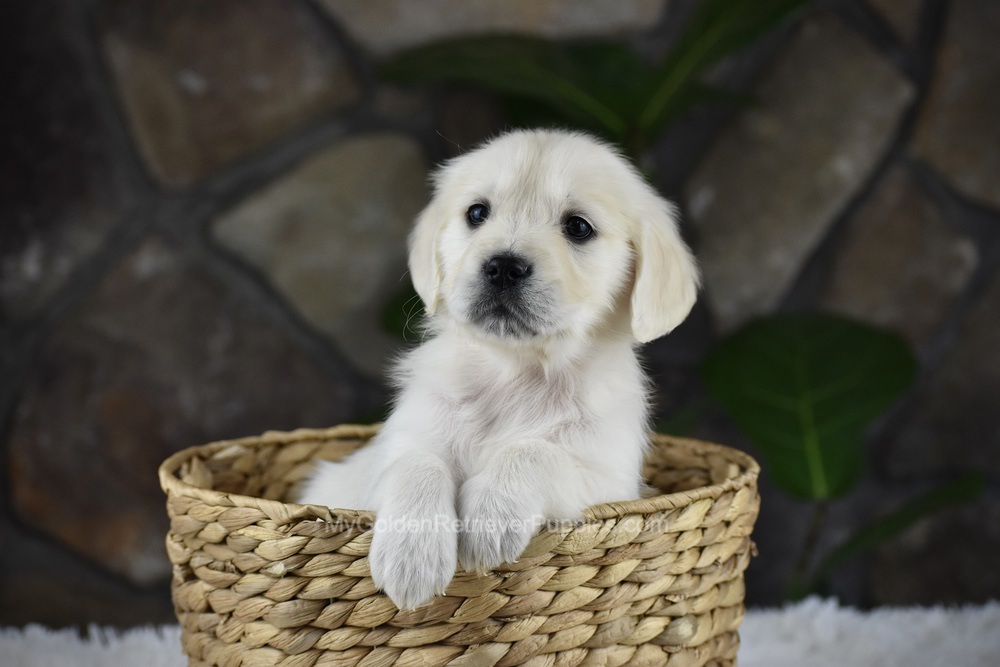 Shelly Image of Shelly, a Golden Retriever puppy