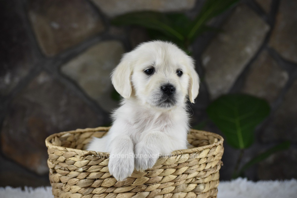 Shelly Image of Shelly, a Golden Retriever puppy