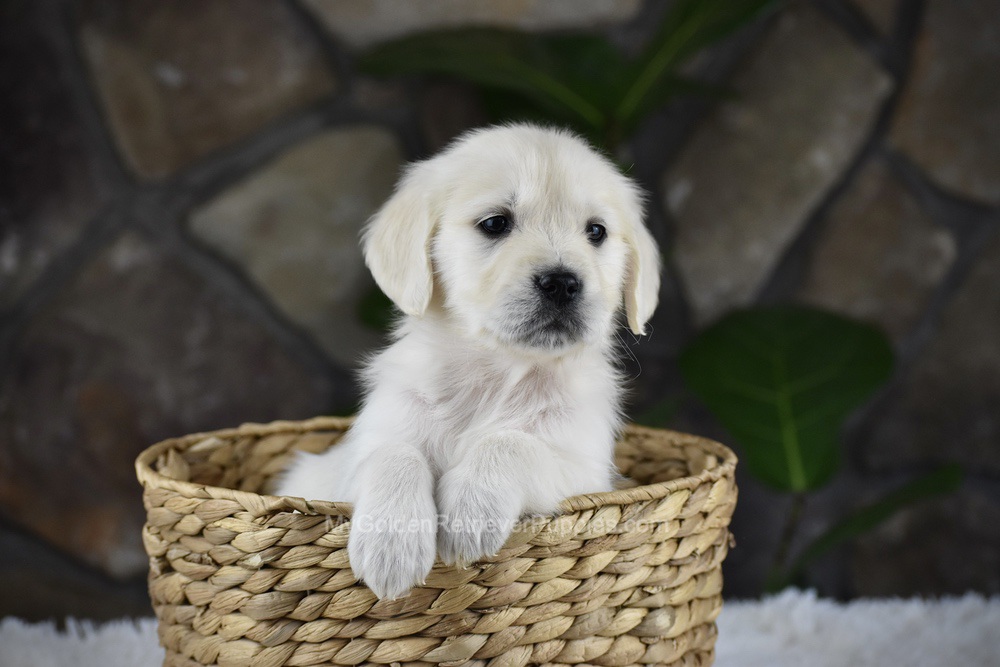 Shelly Image of Shelly, a Golden Retriever puppy