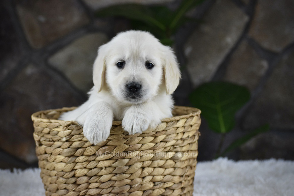 Sienna Image of Sienna, a Golden Retriever puppy
