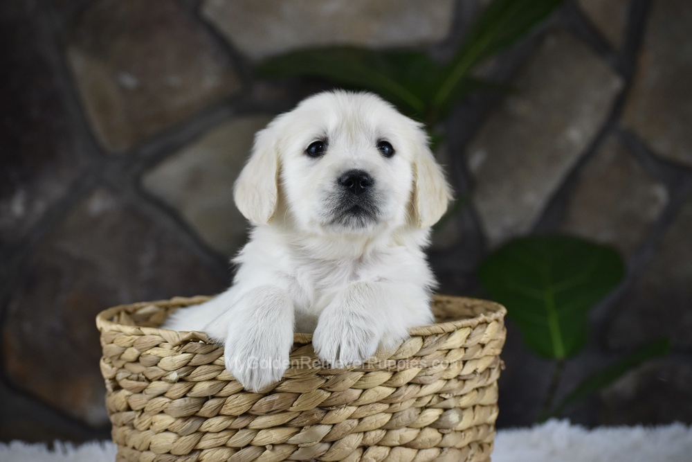 Sienna Image of Sienna, a Golden Retriever puppy