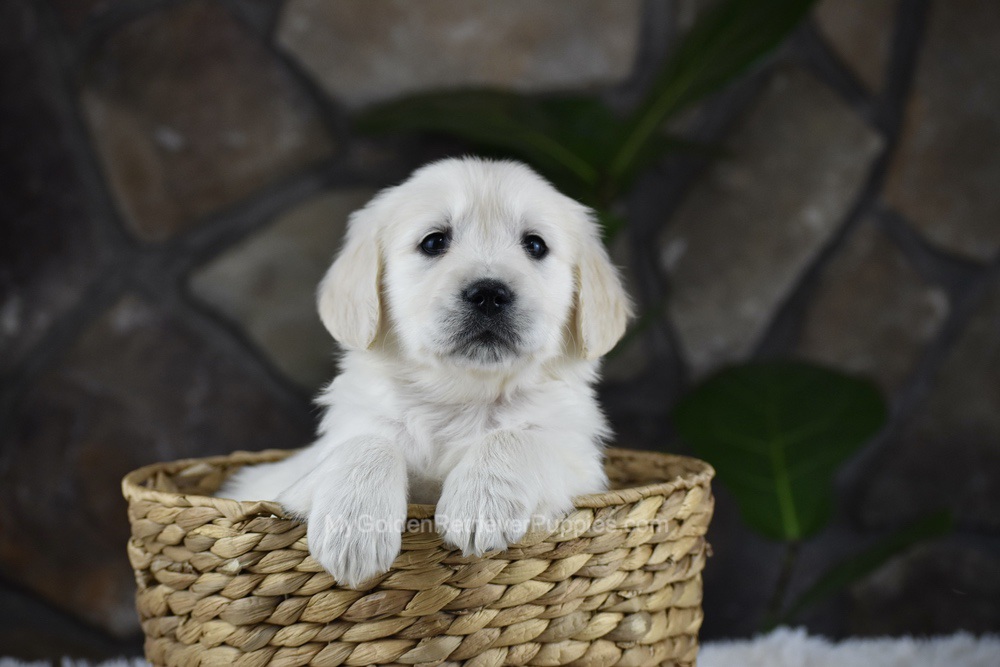 Sienna Image of Sienna, a Golden Retriever puppy