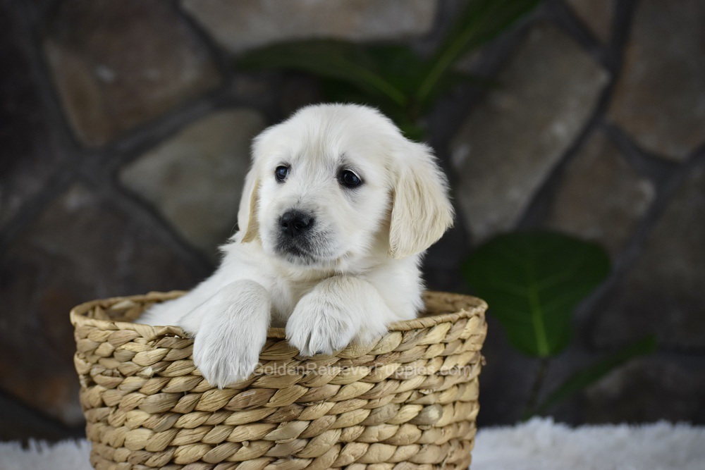 Sienna Image of Sienna, a Golden Retriever puppy