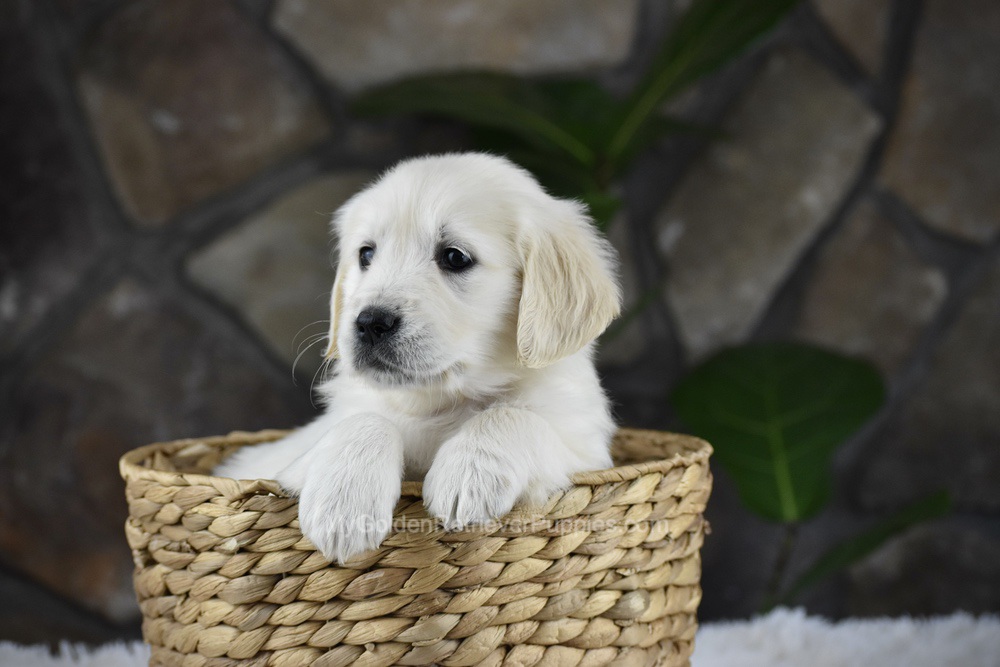 Sienna Image of Sienna, a Golden Retriever puppy