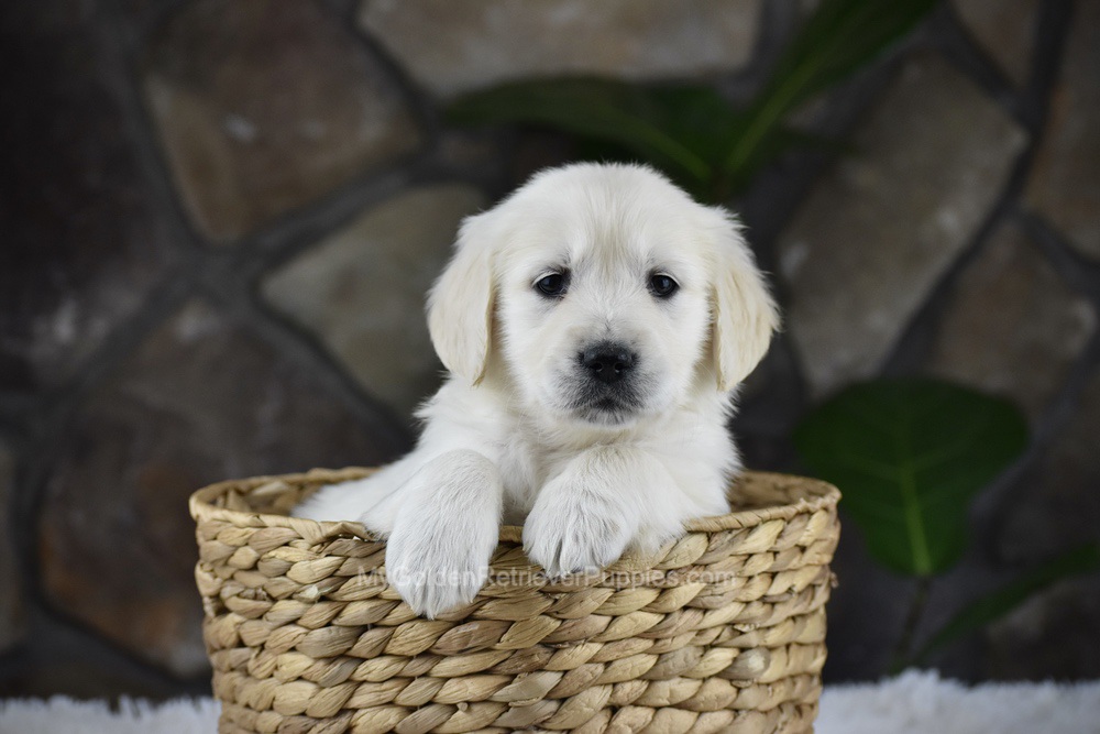 Sienna Image of Sienna, a Golden Retriever puppy