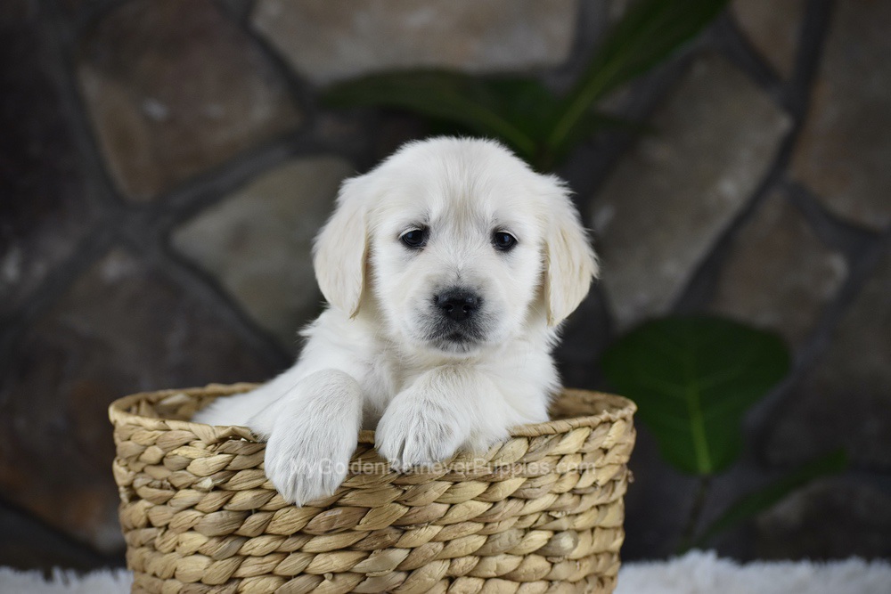 Sienna Image of Sienna, a Golden Retriever puppy
