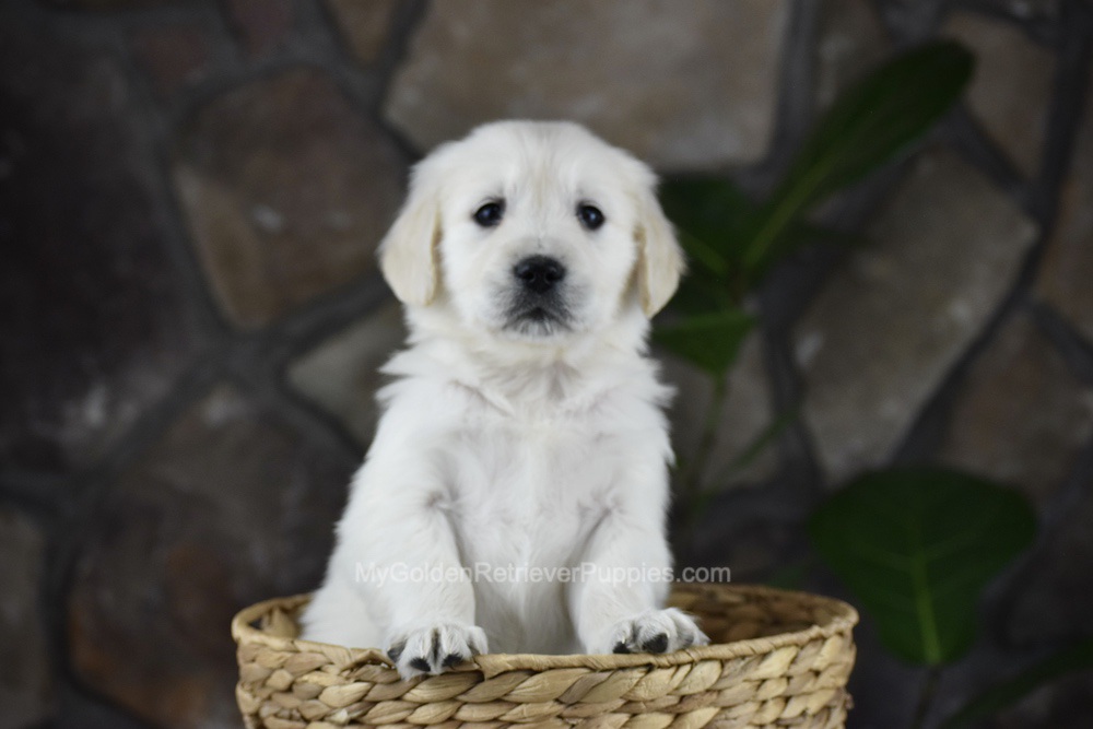 Sienna Image of Sienna, a Golden Retriever puppy
