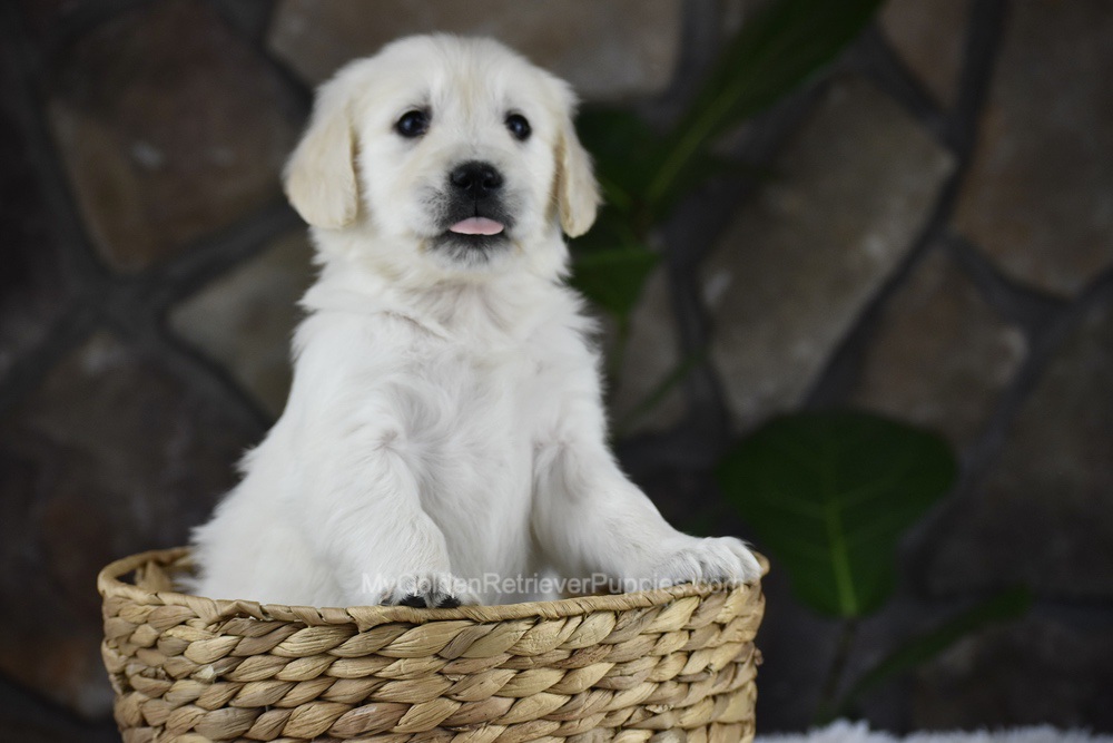 Sienna Image of Sienna, a Golden Retriever puppy