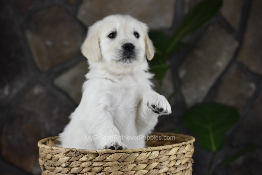 Sienna Image of Sienna, a Golden Retriever puppy
