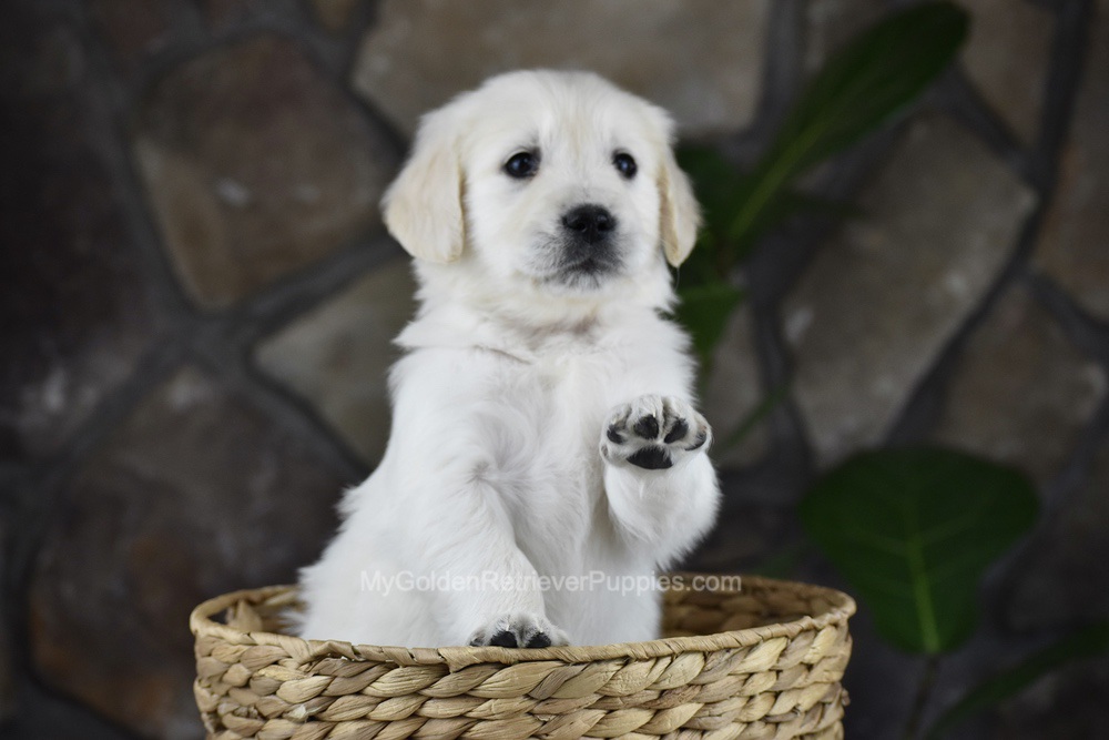 Sienna Image of Sienna, a Golden Retriever puppy