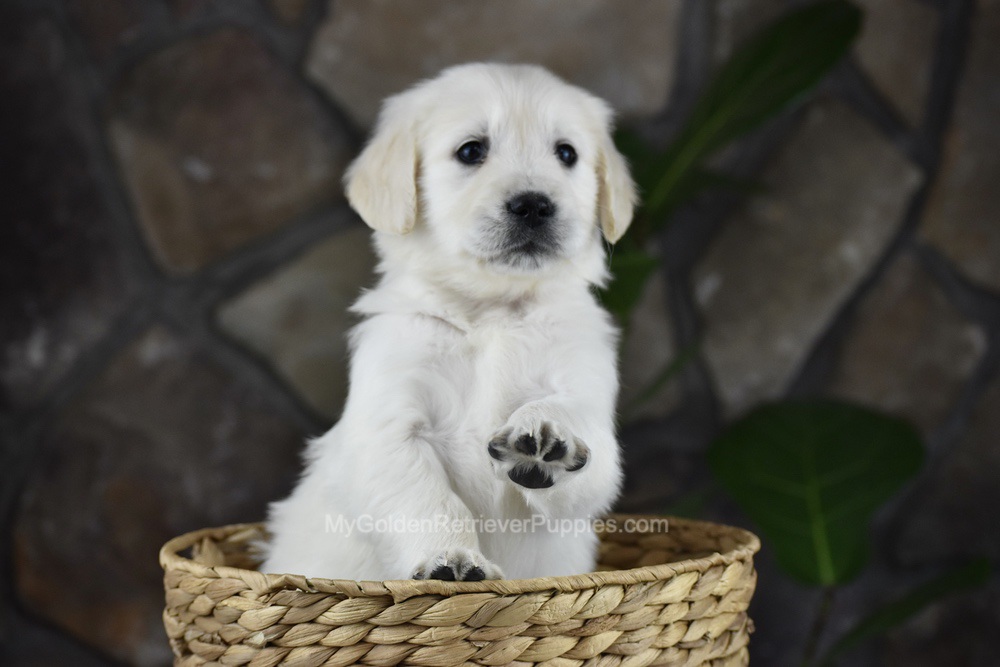 Sienna Image of Sienna, a Golden Retriever puppy