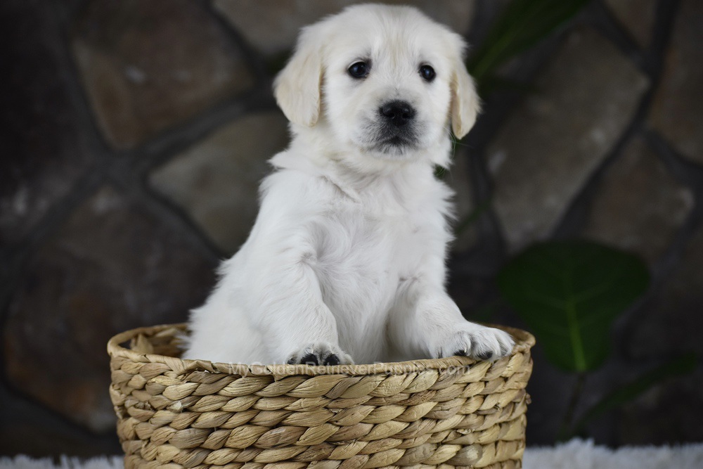 Sienna Image of Sienna, a Golden Retriever puppy