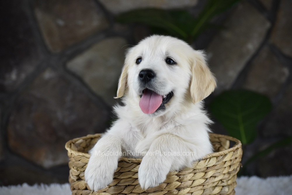 Slade Image of Slade, a Golden Retriever puppy
