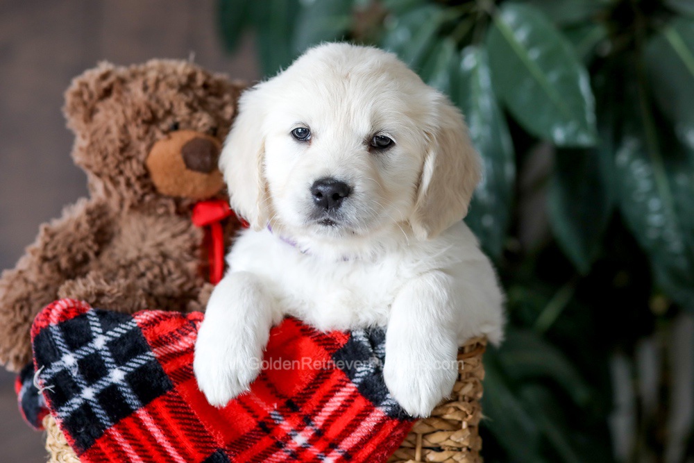 Victoria Image of Victoria, a Golden Retriever puppy