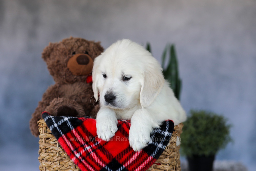 Wade Image of Wade, a Golden Retriever puppy