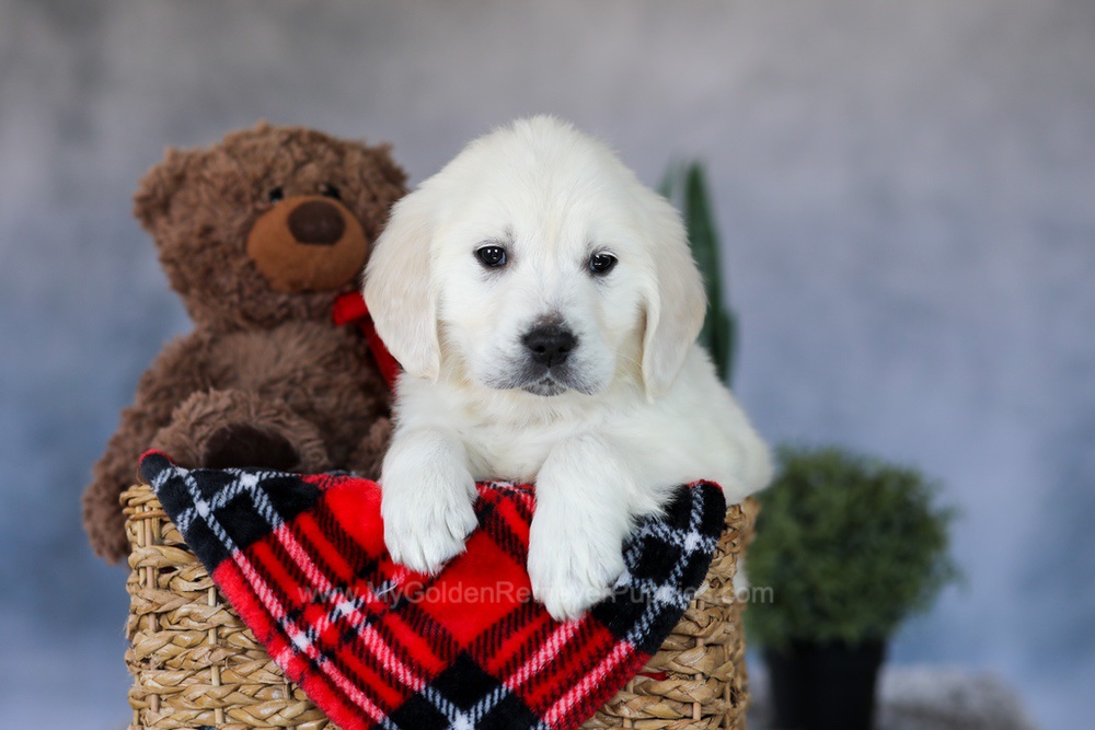 Wade Image of Wade, a Golden Retriever puppy