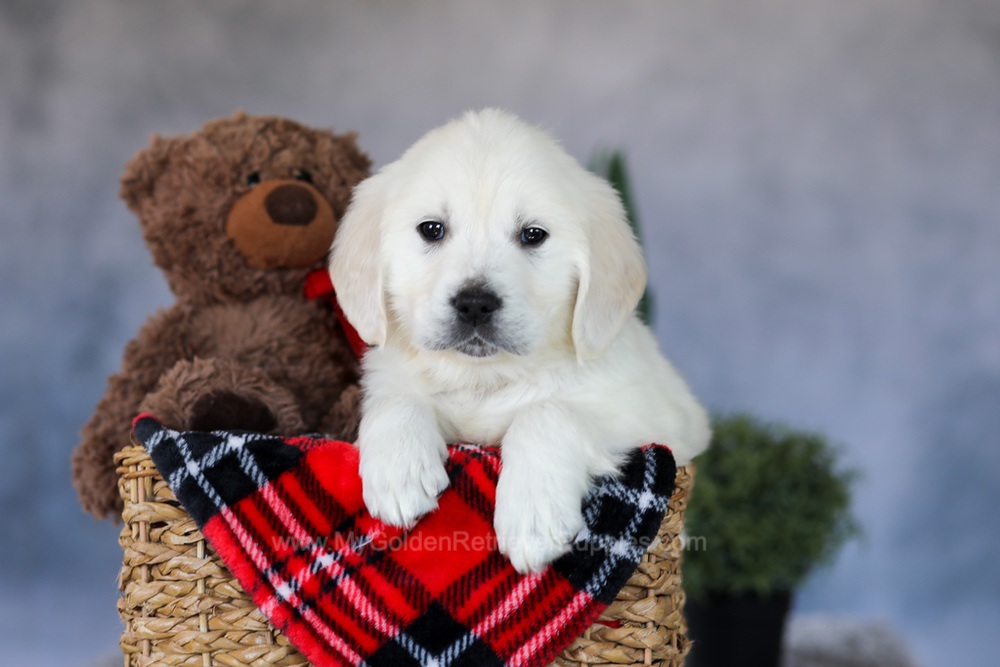 Wade Image of Wade, a Golden Retriever puppy