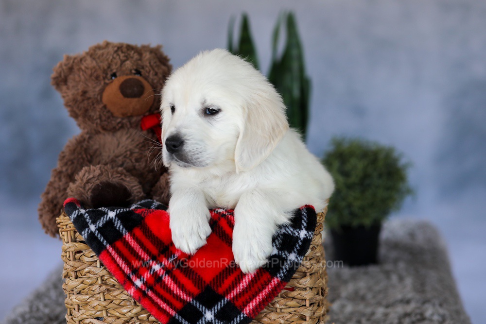 Wade Image of Wade, a Golden Retriever puppy
