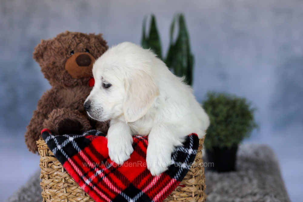 Wade Image of Wade, a Golden Retriever puppy