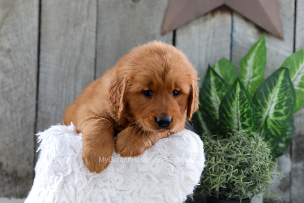 Yancy Image of Yancy, a Golden Retriever puppy