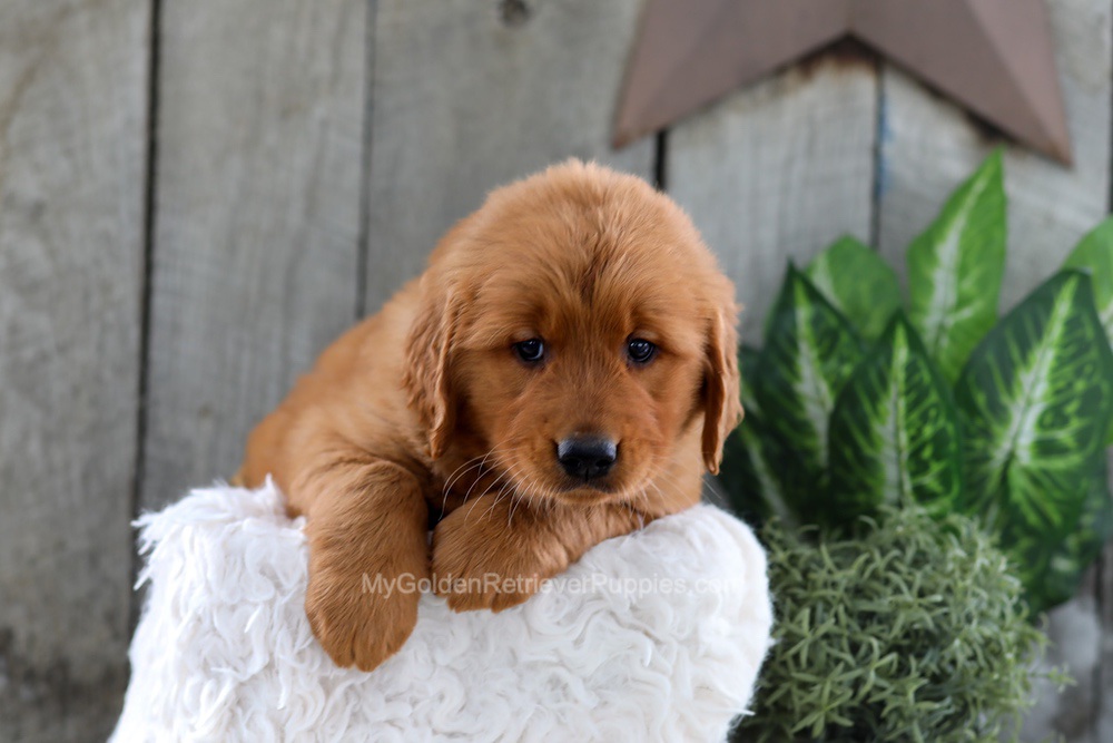 Yancy Image of Yancy, a Golden Retriever puppy