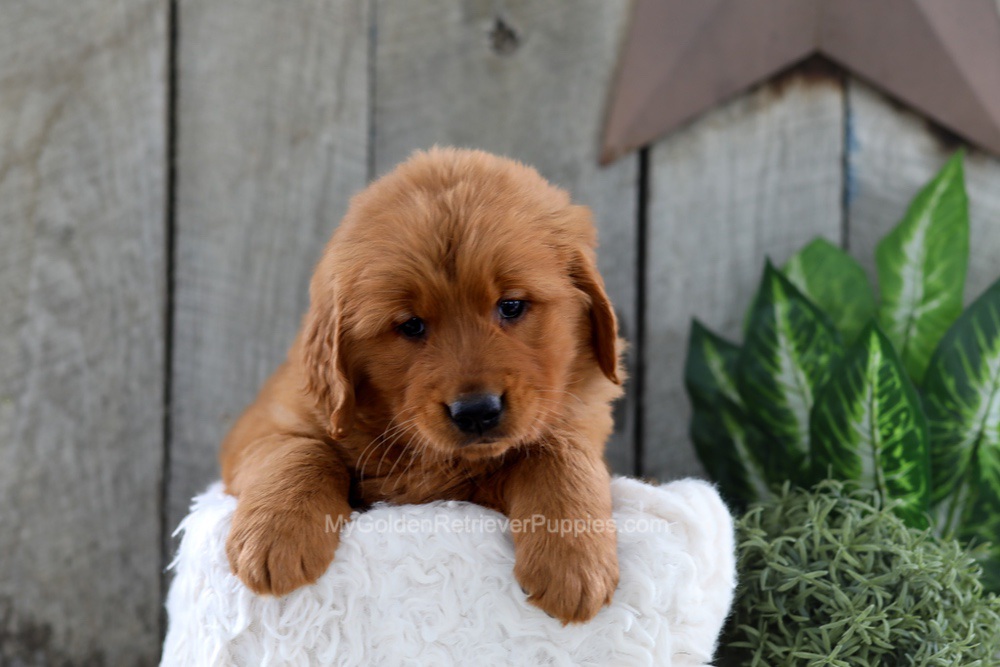 Yancy Image of Yancy, a Golden Retriever puppy