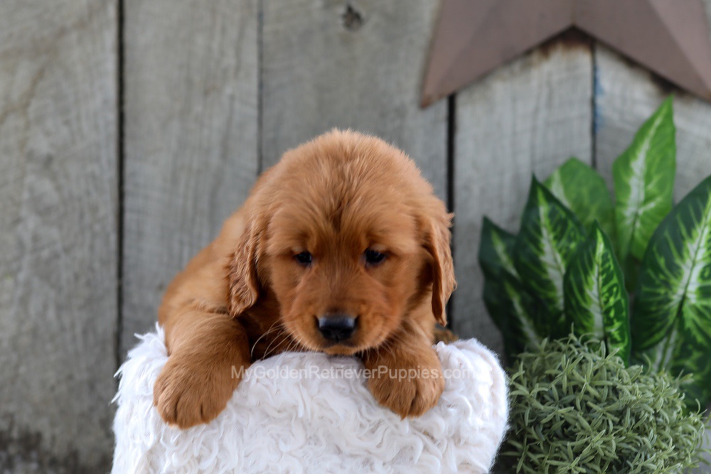 Yancy Image of Yancy, a Golden Retriever puppy