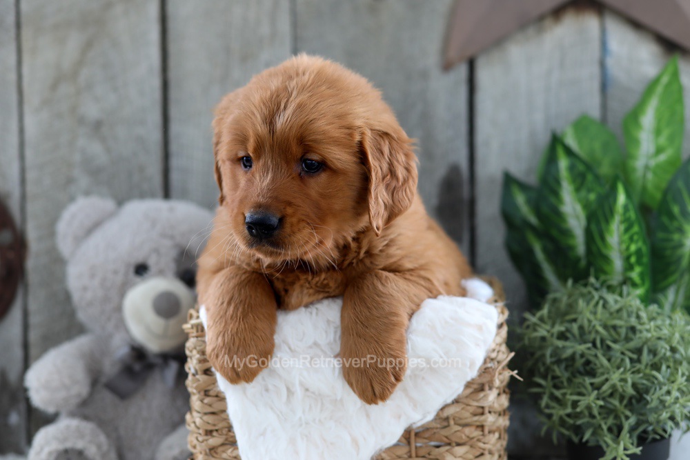 Yancy Image of Yancy, a Golden Retriever puppy