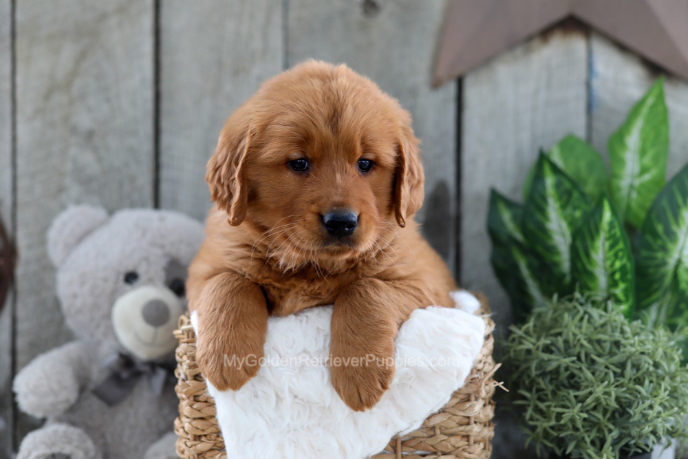 Yancy Image of Yancy, a Golden Retriever puppy