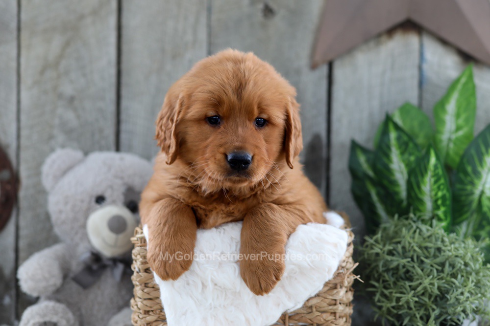 Yancy Image of Yancy, a Golden Retriever puppy