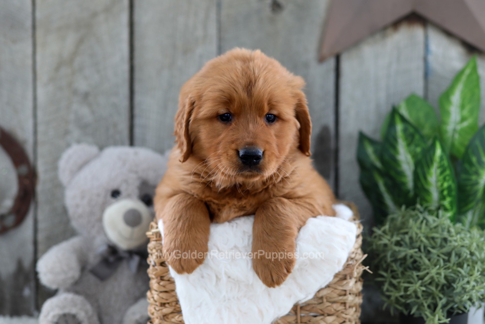 Yancy Image of Yancy, a Golden Retriever puppy