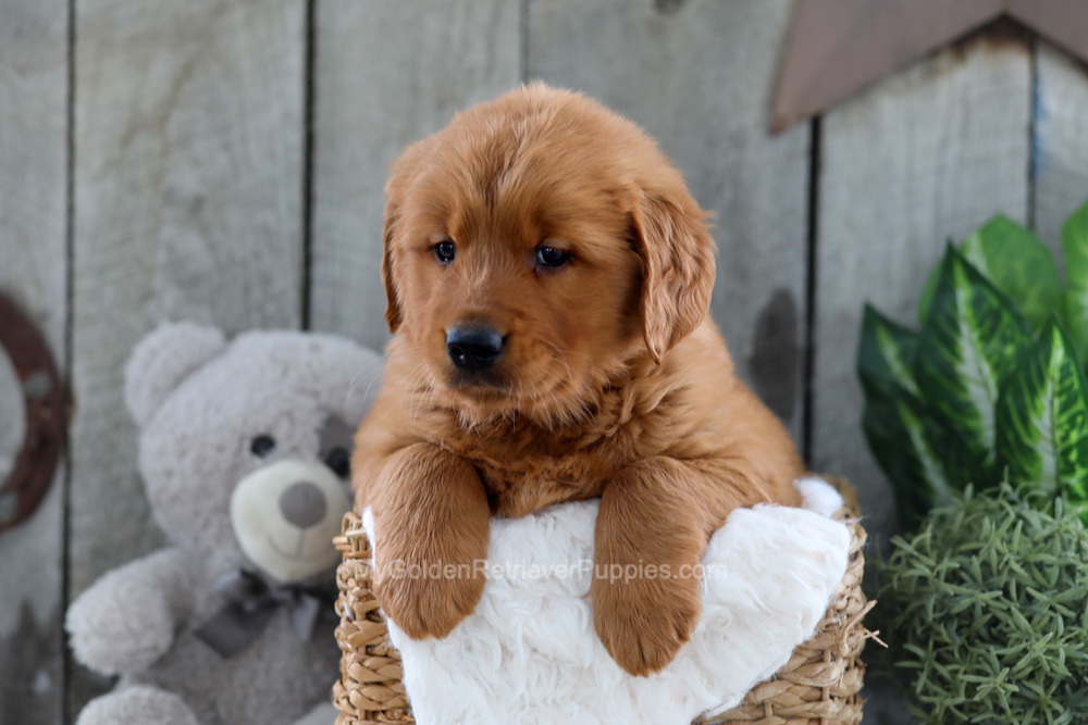 Yancy Image of Yancy, a Golden Retriever puppy