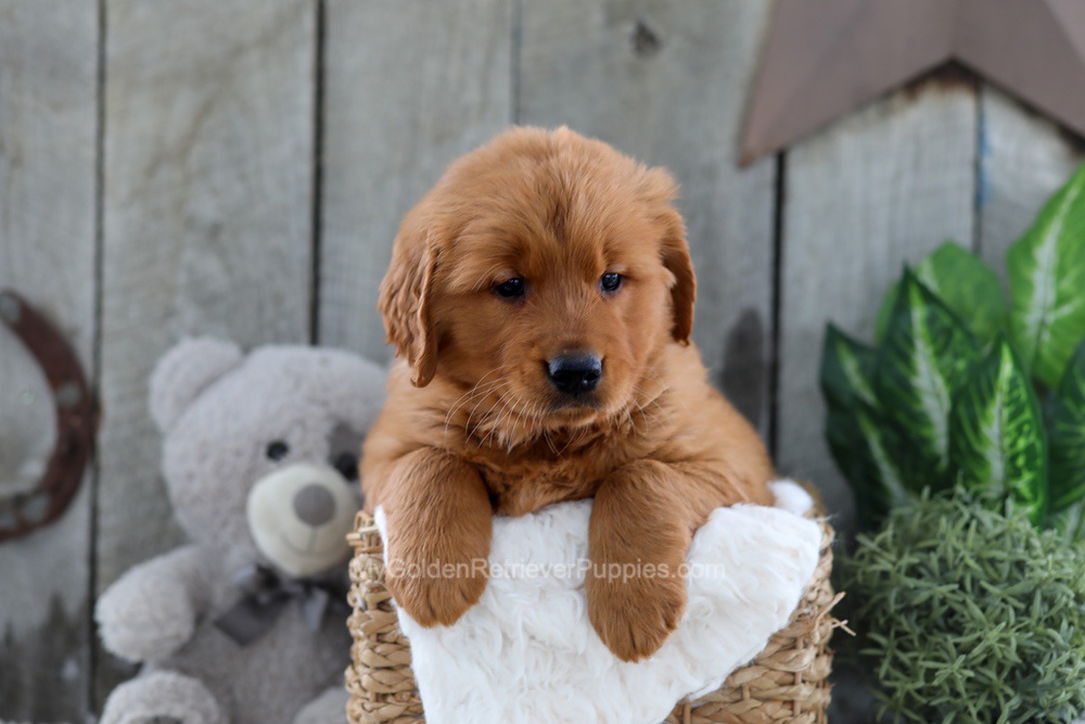 Yancy Image of Yancy, a Golden Retriever puppy