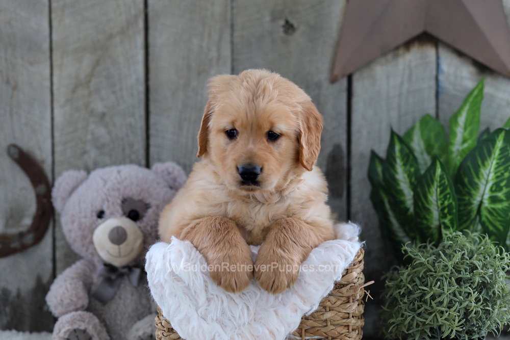 Yeti Image of Yeti, a Golden Retriever puppy