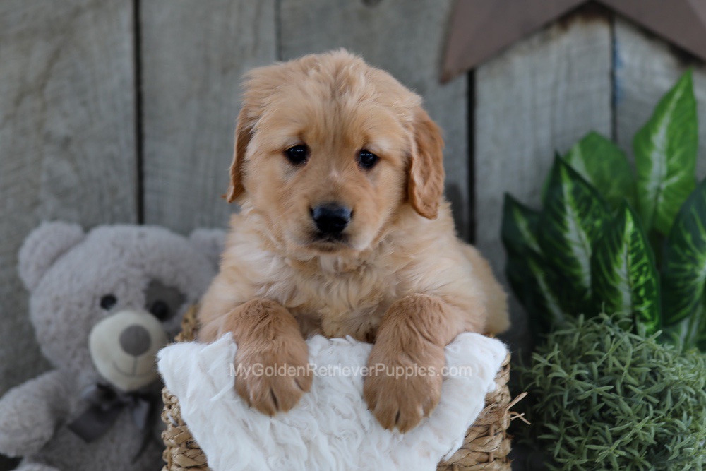 Yeti Image of Yeti, a Golden Retriever puppy