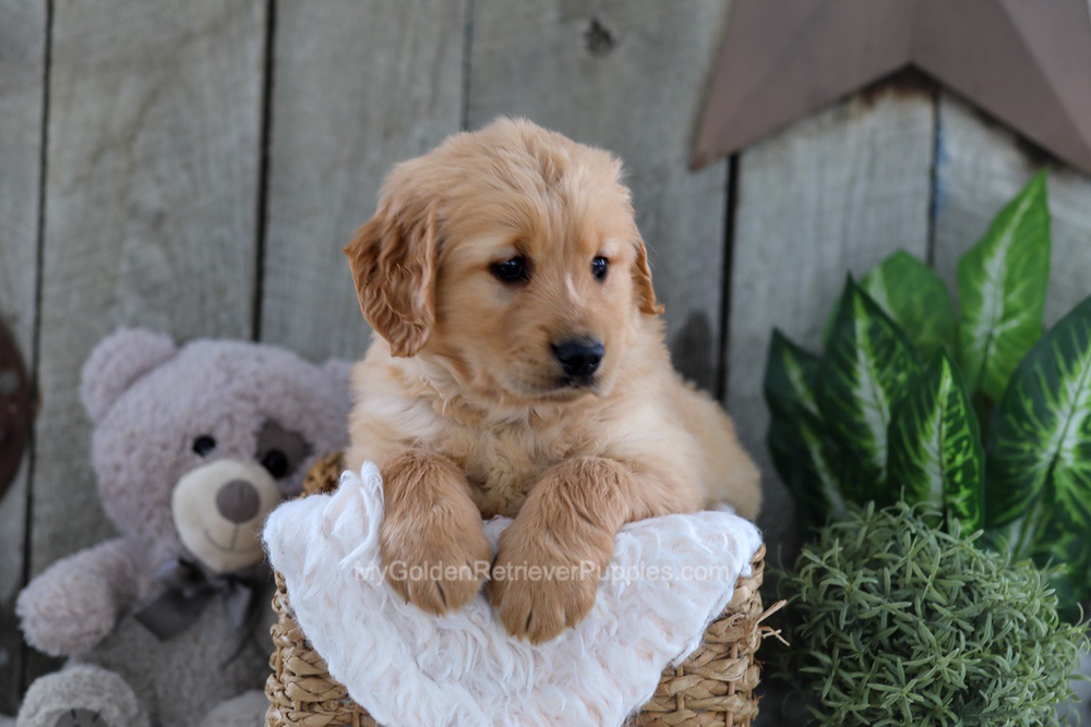 Yeti Image of Yeti, a Golden Retriever puppy