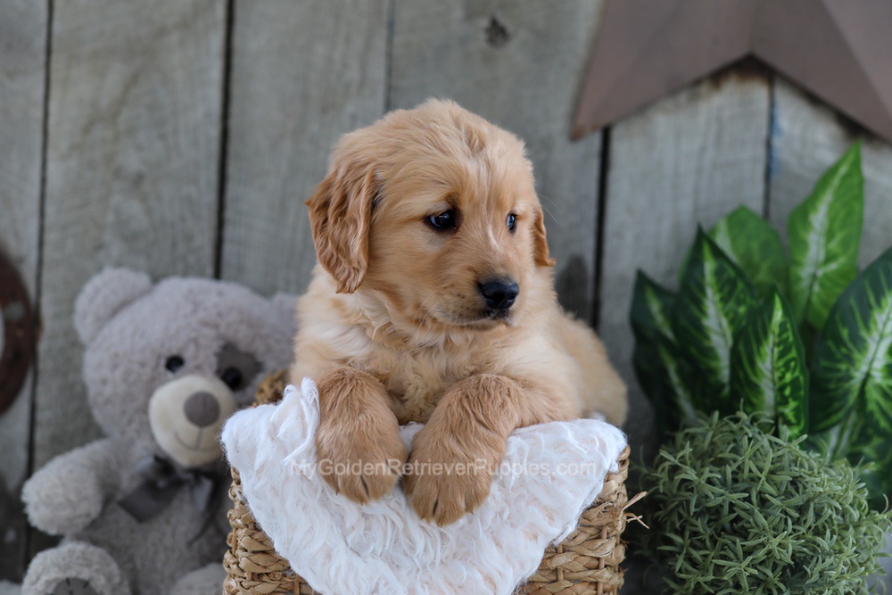 Yeti Image of Yeti, a Golden Retriever puppy