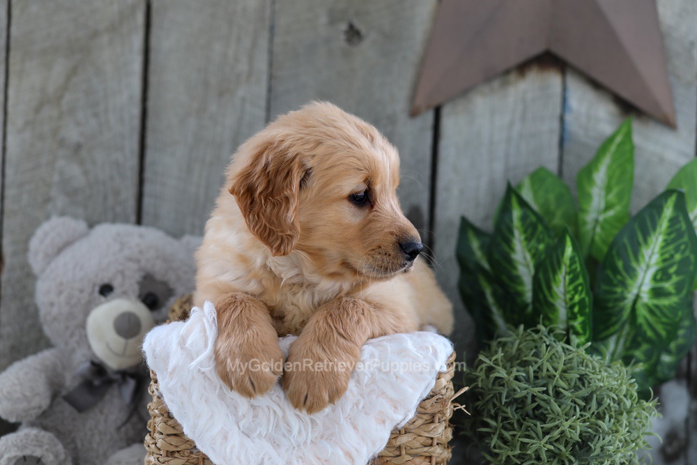Yeti Image of Yeti, a Golden Retriever puppy