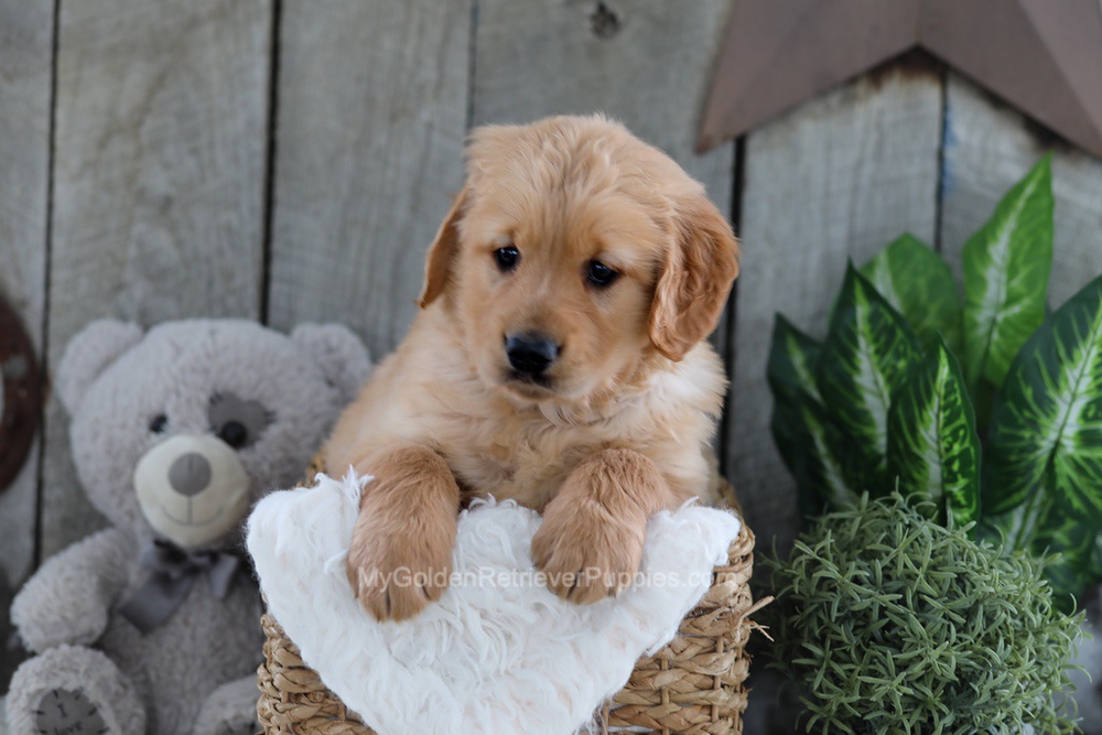 Yeti Image of Yeti, a Golden Retriever puppy