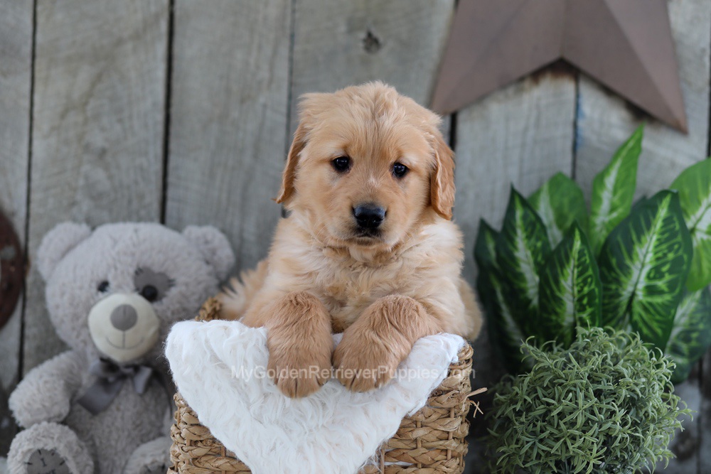 Yeti Image of Yeti, a Golden Retriever puppy
