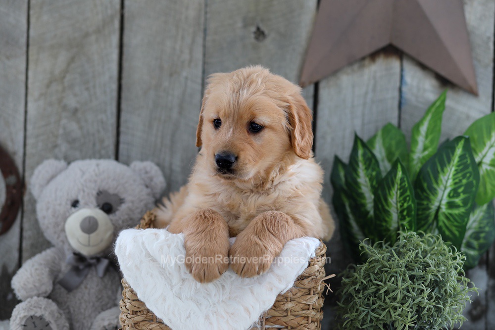 Yeti Image of Yeti, a Golden Retriever puppy