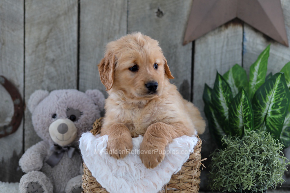 Yeti Image of Yeti, a Golden Retriever puppy