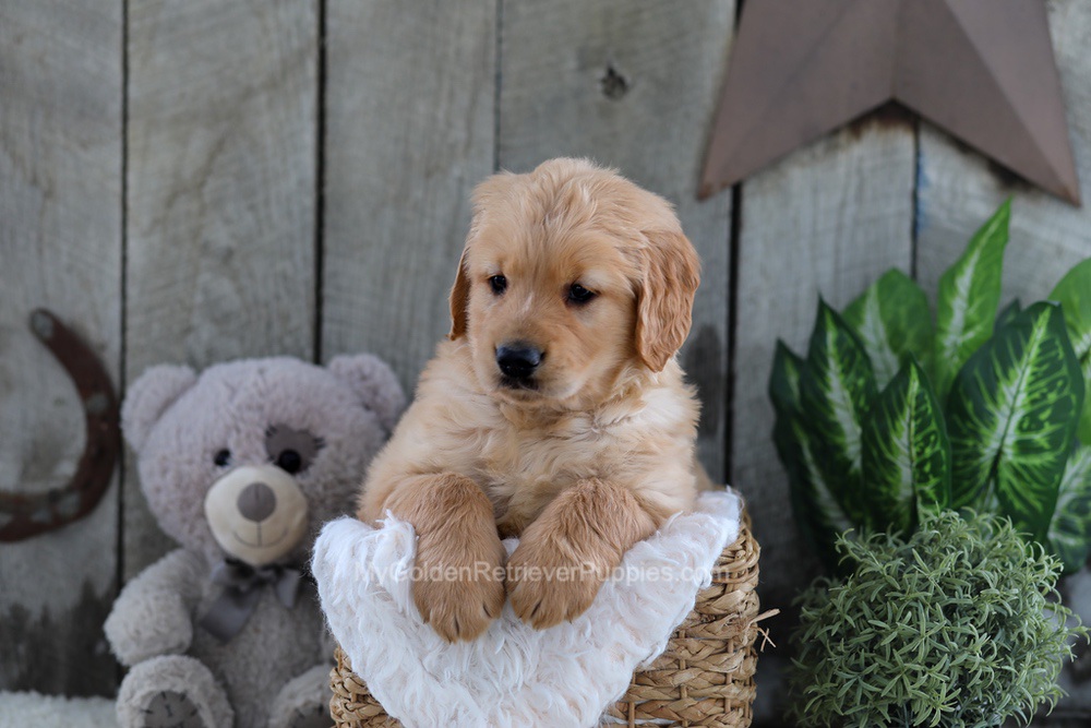 Yeti Image of Yeti, a Golden Retriever puppy