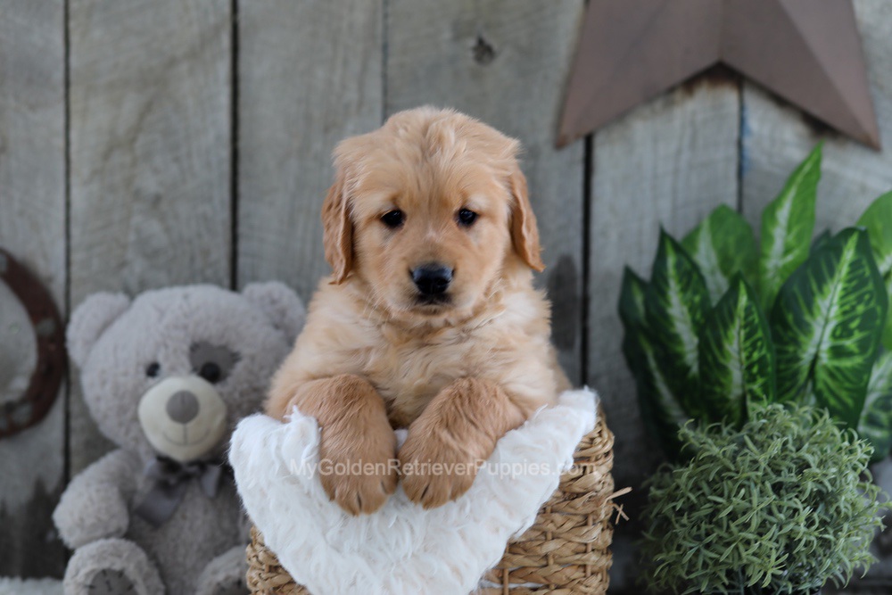 Yeti Image of Yeti, a Golden Retriever puppy